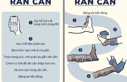 Kỹ năng sơ cứu cơ bản: Sơ cứu khi bị rắn cắn